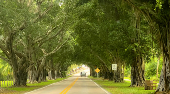 There’s Nothing Quite As Magical As The Tunnel Of Trees You’ll Find At Hobe Sound In Florida