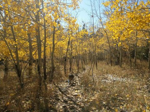 Explore This 5.8-Mile Trail In New Mexico To Enjoy Beautiful Fall Foliage