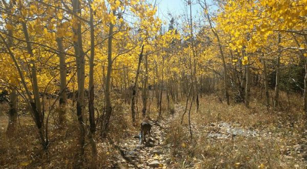 Explore This 5.8-Mile Trail In New Mexico To Enjoy Beautiful Fall Foliage