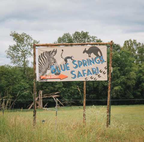 Blue Springs Safari In Mississippi Makes For A Fun Family Day Trip