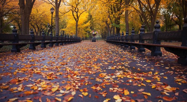 There’s Nothing Quite As Magical As The Tunnel Of Trees You’ll Find At Central Park In New York