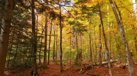 The Best Way To See The Fall Foliage In New Hampshire Is With These 7 Weekend Activities