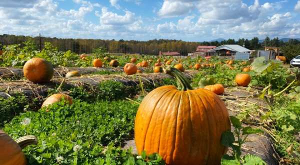 Jaemor Farms In Georgia Has Over 70-Acres Of Pumpkins Waiting To Be Picked