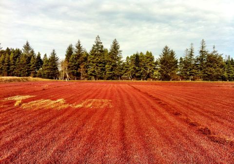 This Family-Owned Cranberry Bog Might Be One Of The Most Unique Day Trips In Oregon