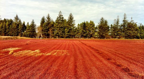 This Family-Owned Cranberry Bog Might Be One Of The Most Unique Day Trips In Oregon