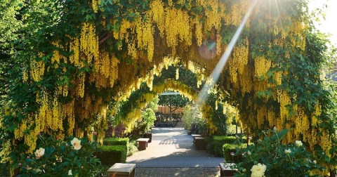 There's Nothing Quite As Magical As The Tunnel Of Trees You'll Find At Bayview Farm And Garden In Washington