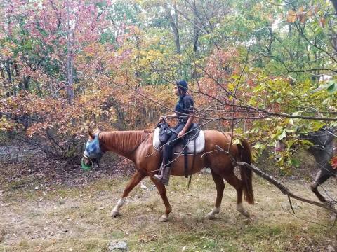 Take A Fall Foliage Trail Ride On Horseback At Mountain Creek Stable In Pennsylvania