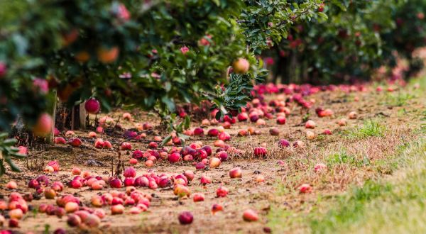 Experience The Ideal New Jersey Fall Day When You Go Apple Picking At Eastmont Orchards