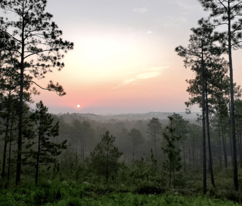 There's Nothing Quite As Magical As The Panoramic Treetop Views You'll Find At The Longleaf Vista Recreational In Louisiana
