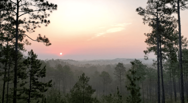 There’s Nothing Quite As Magical As The Panoramic Treetop Views You’ll Find At The Longleaf Vista Recreational In Louisiana