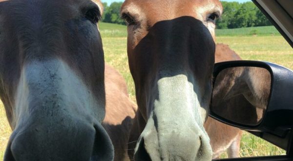 Adventure Awaits At This Drive-Thru Safari Park In Indiana