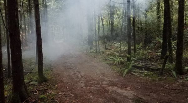 This Spooky Season, Washington’s Haunted Forest Will Chill You To The Bone