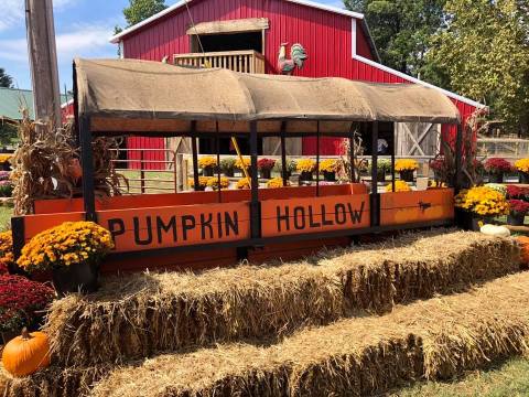 Zipline Over A Pumpkin Patch In Arkansas For The Ultimate Autumn Adventure         