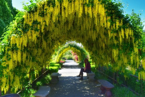 There's Nothing Quite As Magical As The Tunnel Of Trees You'll Find At Bayview Farm And Garden In Washington