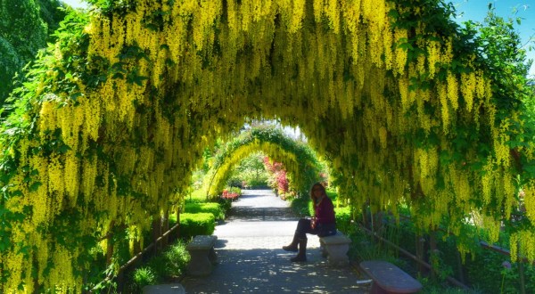 There’s Nothing Quite As Magical As The Tunnel Of Trees You’ll Find At Bayview Farm And Garden In Washington