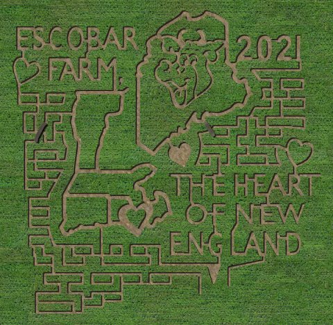 The Corn Maze At Escobar Farm In Rhode Island Is A Classic Fall Tradition