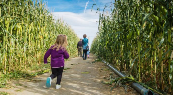 Get Lost In These 6 Awesome Corn Mazes In Nevada This Fall