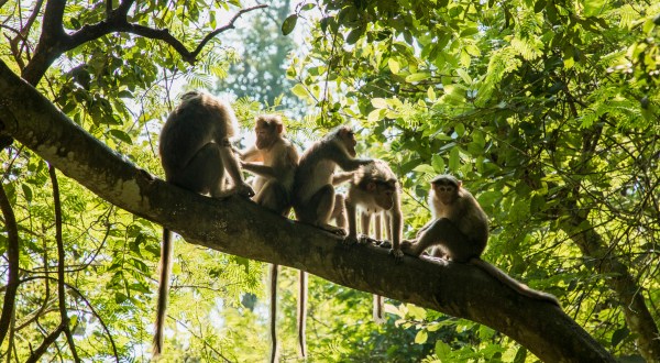 There’s No Other Place In South Carolina Quite As Odd As This Island That’s Home To 4,000 Monkeys