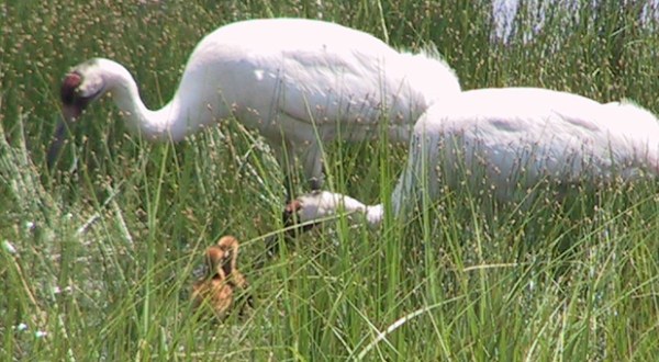 See The Home Of Rare Whooping Cranes At the Enormous Necedah National Wildlife Refuge In Wisconsin