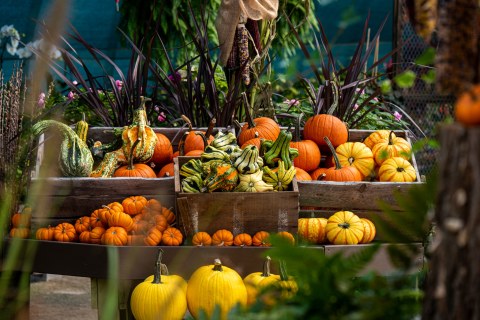 Find Your Next Jack-O-Lantern At One Of These 7 Rhode Island Pumpkin Patches