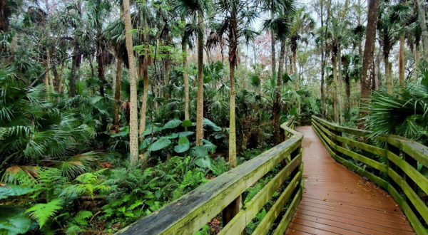 The One-Of-A-Kind Trail In Florida With Black Bears And Boardwalks Is Quite The Hike