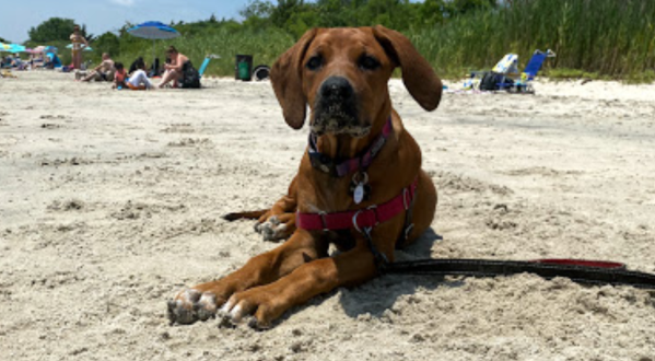 Fisherman’s Cove Conservation Area Is A Unique Dog-Friendly Destination In New Jersey Perfect For An Outdoor Adventure