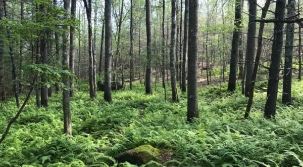 The Exhilarating Woodland Hike In Rhode Island That Everyone Must Experience At Least Once