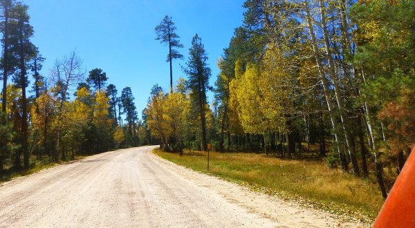 Take A Scenic Fall Drive On Forest Road 300 In Arizona
