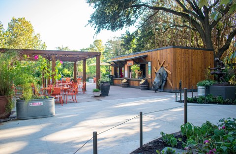 Sip Beer With Flamingos On The New Flamingo Terrace At The Houston Zoo In Texas