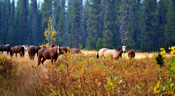 Take A Fall Foliage Trail Ride On Horseback With Deadwood Outfitters In Idaho
