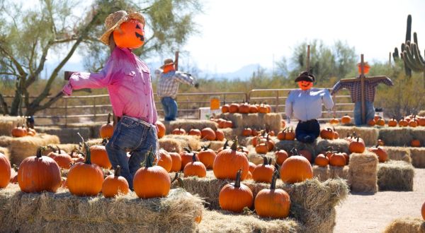 The Pumpkin Patch At MacDonald’s Ranch In Arizona Is A Classic Fall Tradition