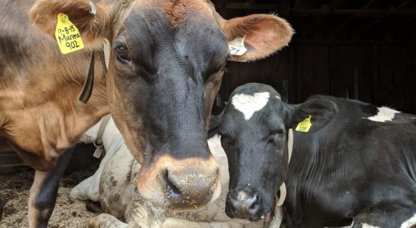 See Cows Milk Themselves At A Remarkable Wisconsin Robotic Dairy Farm
