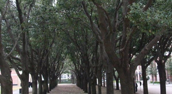 There’s Nothing Quite As Magical As The Tunnel Of Trees You’ll Find At Gerald D. Hines Waterwall Park In Texas