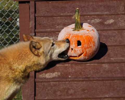 Camp With Wolves This Halloween At Saint Francis Wolf Sanctuary In Texas