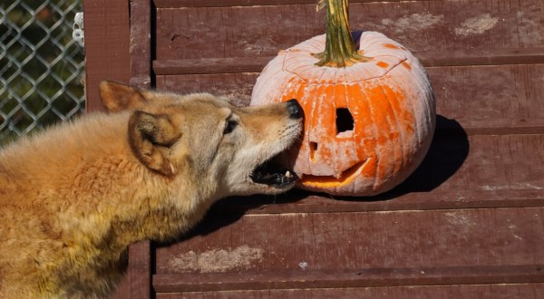 Camp With Wolves This Halloween At Saint Francis Wolf Sanctuary In Texas