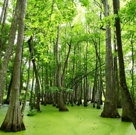Cypress Swamp Loop Trail In Mississippi Leads To A Boardwalk With Unparalleled Views