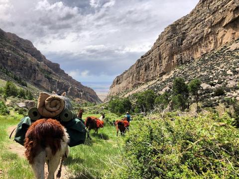 You Can Hike And Sleep With Llamas At Llamas Unlimited In Wyoming