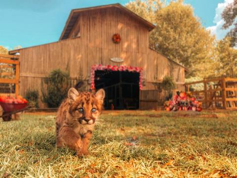 You'll Never Forget A Visit To Wild Acres, A One-Of-A-Kind Farm Filled With Baby Wild Animals In Mississippi