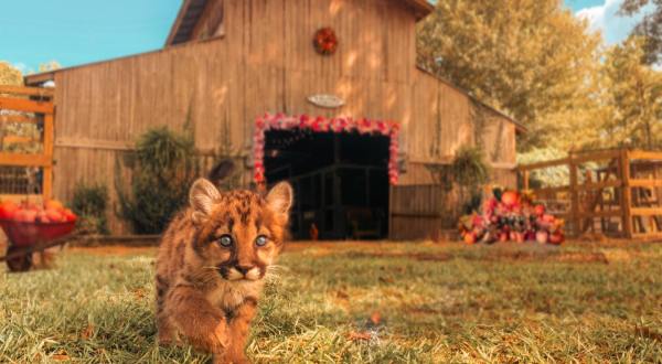 You’ll Never Forget A Visit To Wild Acres, A One-Of-A-Kind Farm Filled With Baby Wild Animals In Mississippi