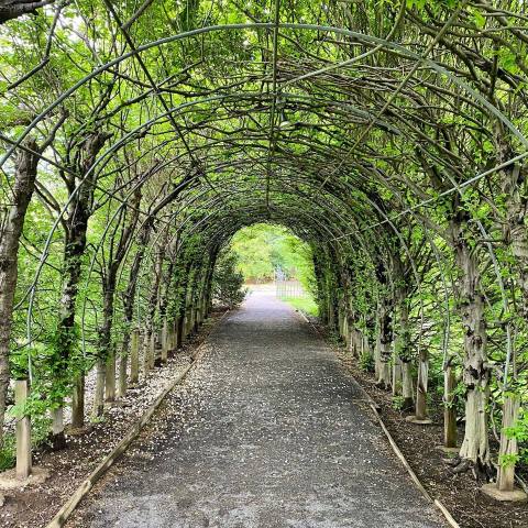There's Nothing Quite As Magical As The Tunnel Of Trees You'll Find At Snug Harbor Cultural Center And Botanical Garden In New York