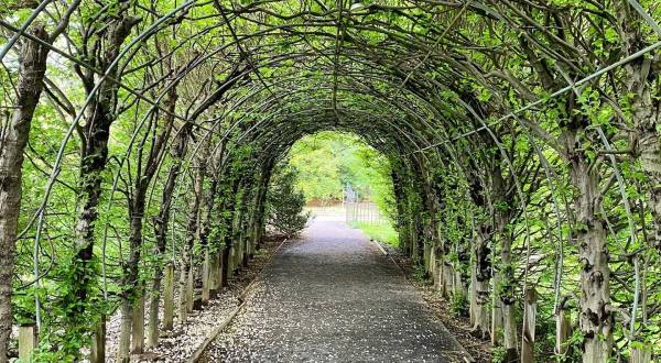 There’s Nothing Quite As Magical As The Tunnel Of Trees You’ll Find At Snug Harbor Cultural Center And Botanical Garden In New York