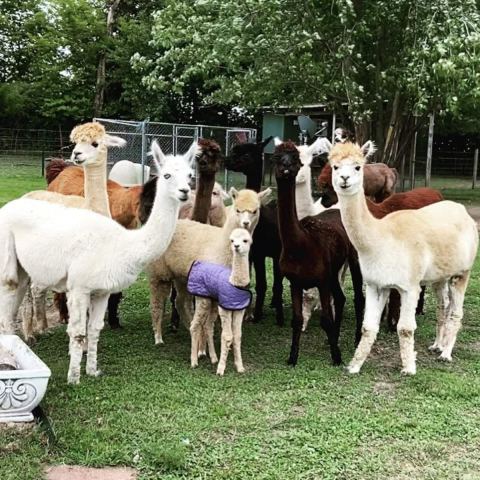 Picnic With Alpacas On An Unforgettable Two-Hour Airbnb Animal Adventure In Missouri