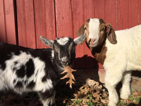 You’ll Never Forget A Visit To Lancaster Farm Sanctuary, A One-Of-A-Kind Animal Ranch In Pennsylvania