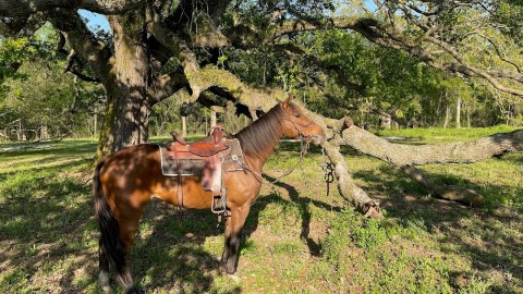 You Can Go Camping With Horses At Caesar Oaks In Mississippi