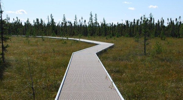 This Secluded Bog Boardwalk In Minnesota Is So Worthy Of An Adventure
