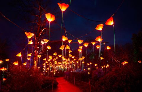 Walk Through A Tunnel Of Over 100,000 Lights This Holiday Season At The San Antonio Botanical Garden In Texas