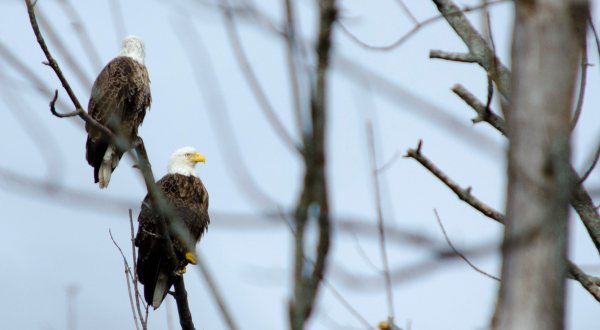 The Breathtaking Park In Pennsylvania Where You Can Watch Bald Eagles Soar