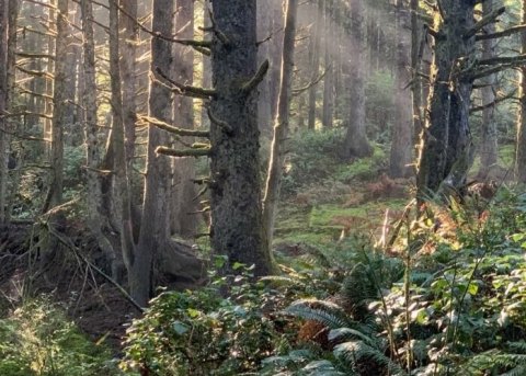Forage For Truffles In An Old Growth Forest With Black Tie Tours In Oregon