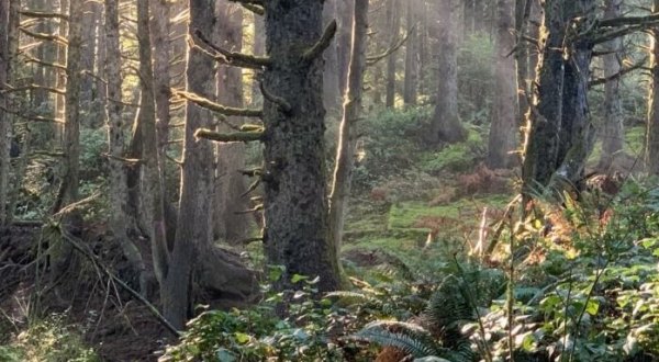 Forage For Truffles In An Old Growth Forest With Black Tie Tours In Oregon