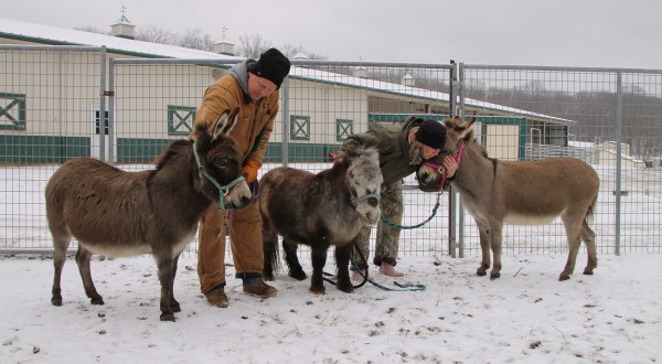 You’ll Never Forget A Visit To Longmeadow Rescue Ranch, A One-Of-A-Kind Animal Ranch In Missouri